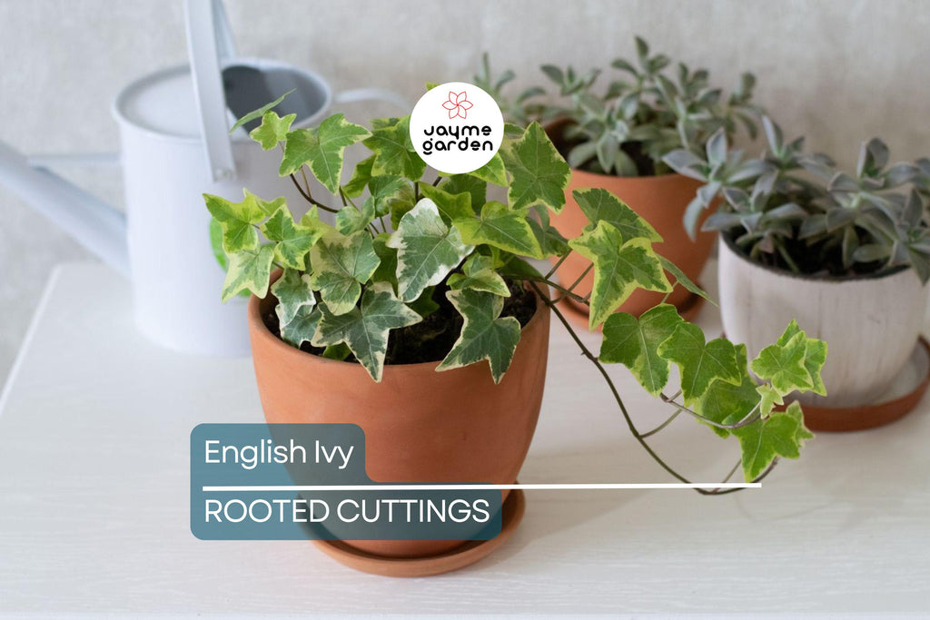 15 English Ivy Rooted Cuttings | Fast-Growing Privacy Plant | Hardy, Easy Care Vines | Ready to Plant | Indoor/Outdoor