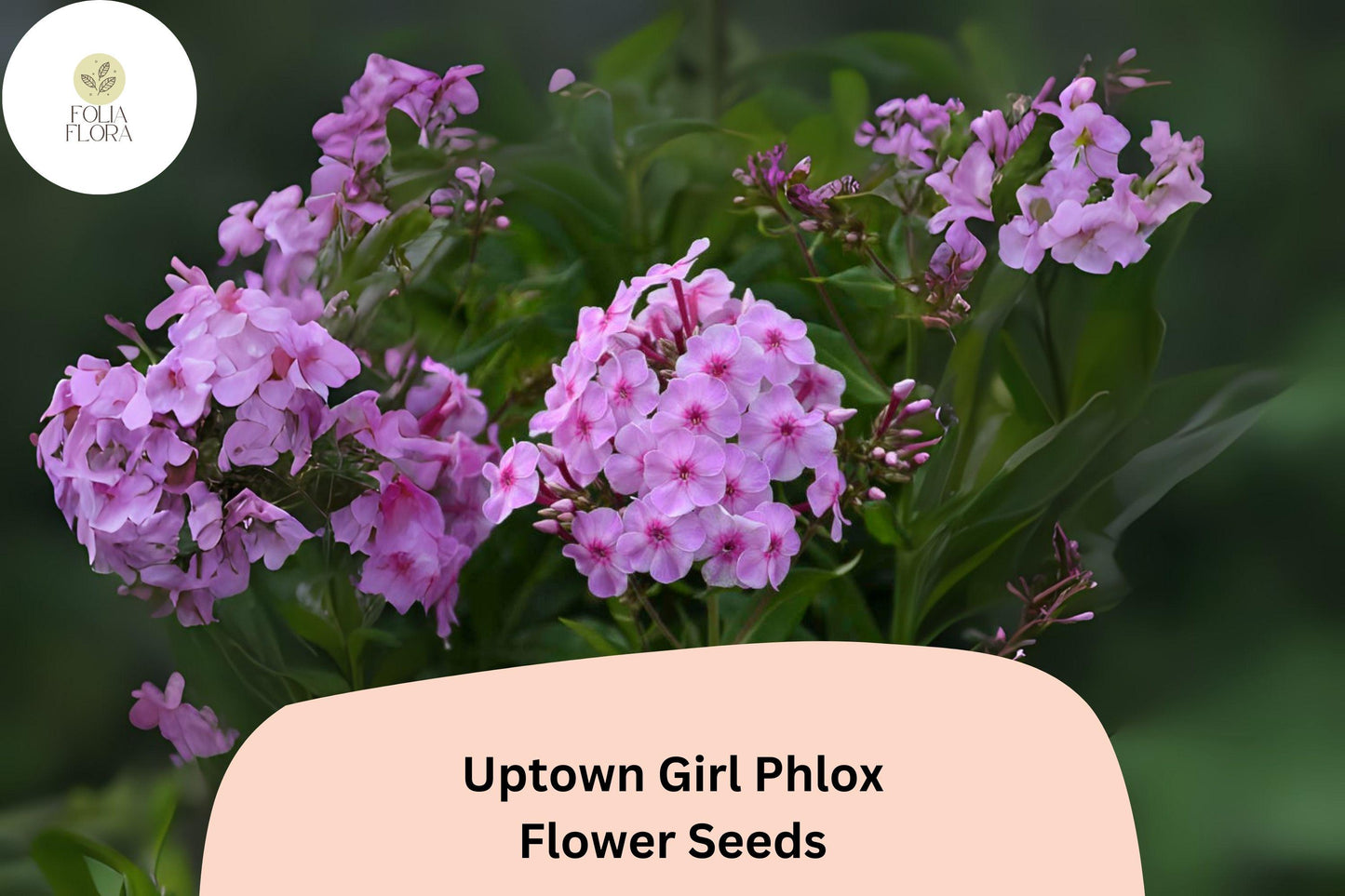 100+ Uptown Girl Phlox Seeds – Perennial Phlox paniculata, Pink Blooms with Dark Eyes