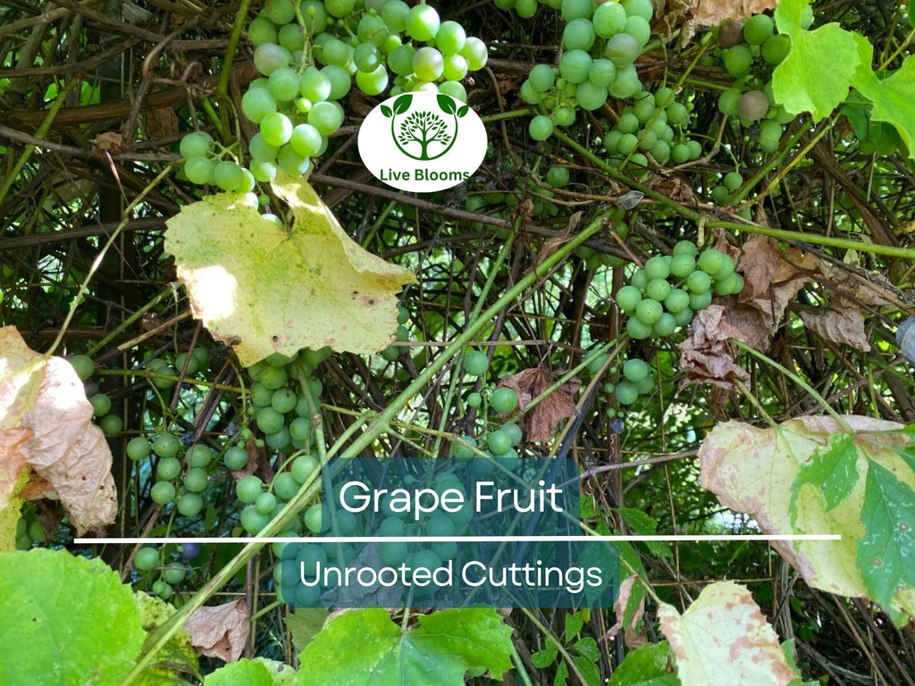 5 Cold Hardy Perennial Fruit Grape Unrooted Cuttings, Vitis spp., Fruit Grape Vine, Easy to Root, Cold Tolerant Grapevine for Garden