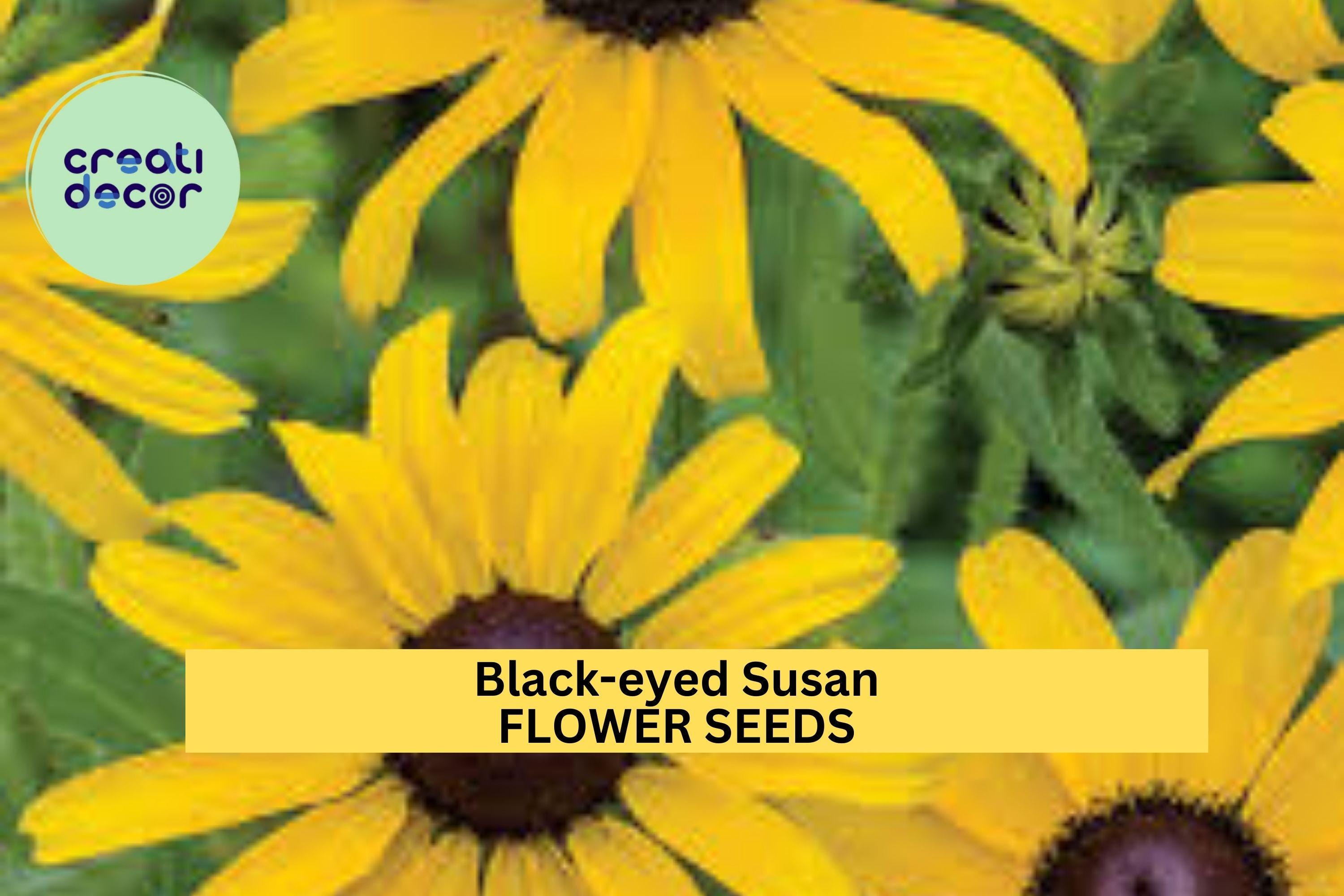 3pcs of 100mg Black-eyed Susan Seeds – Bright Yellow Wildflower for Pollinator Gardens & Sunny Borders Seeds for Planting