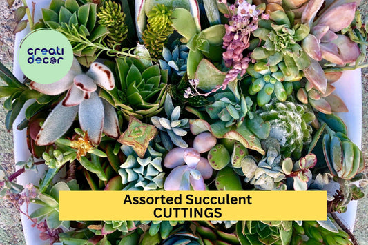 25 Assorted Succulent Cuttings – Mixed Variety Pack for Garden, Pots & Arrangements, Easy Rooting Starter Set – USA