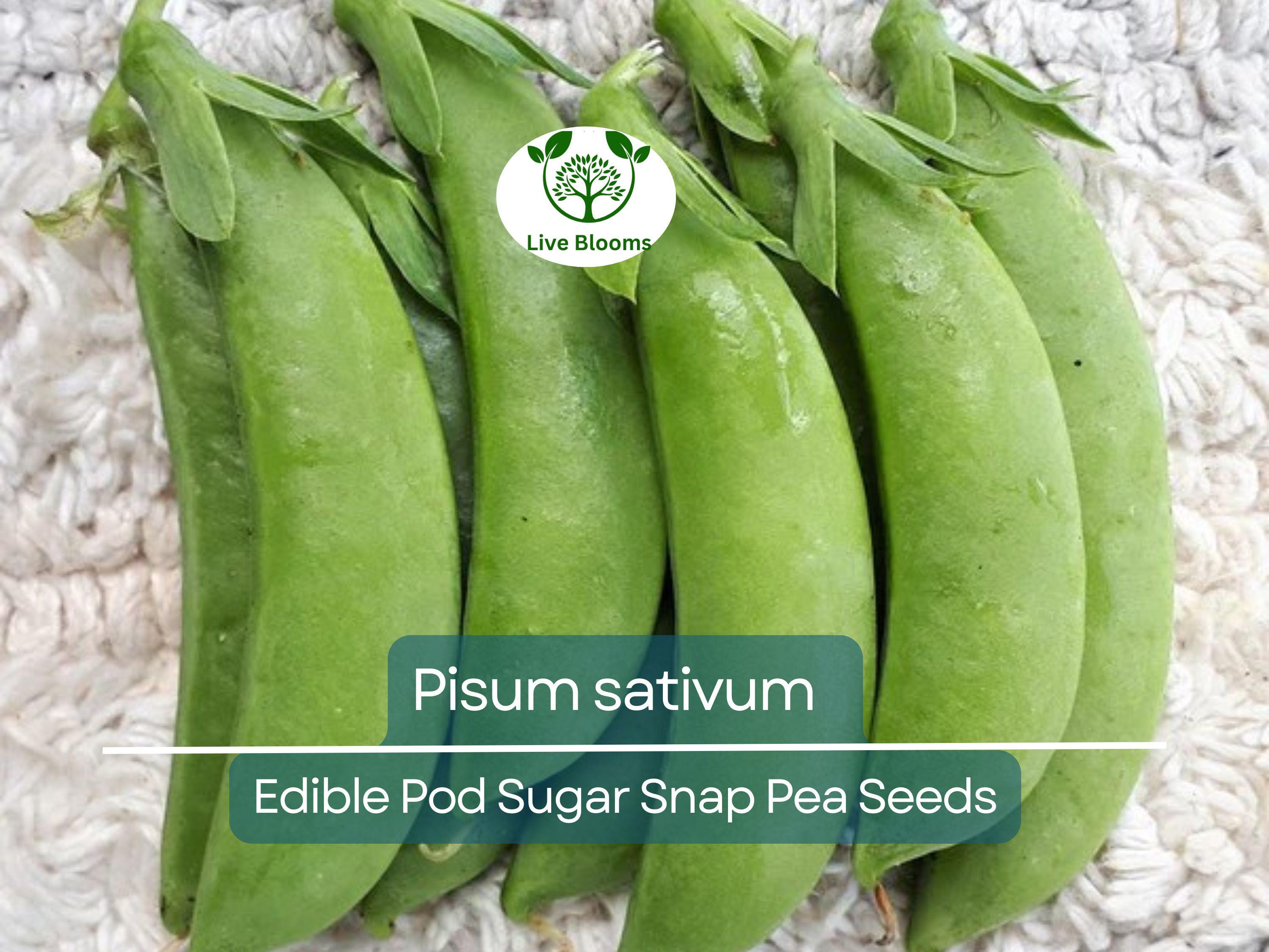 30 Seeds Pea Edible Pod Sugar Snap – Pisum sativum | Heirloom Sugar Snap Peas for Planting, Gardening & Sweet Crisp Harvests