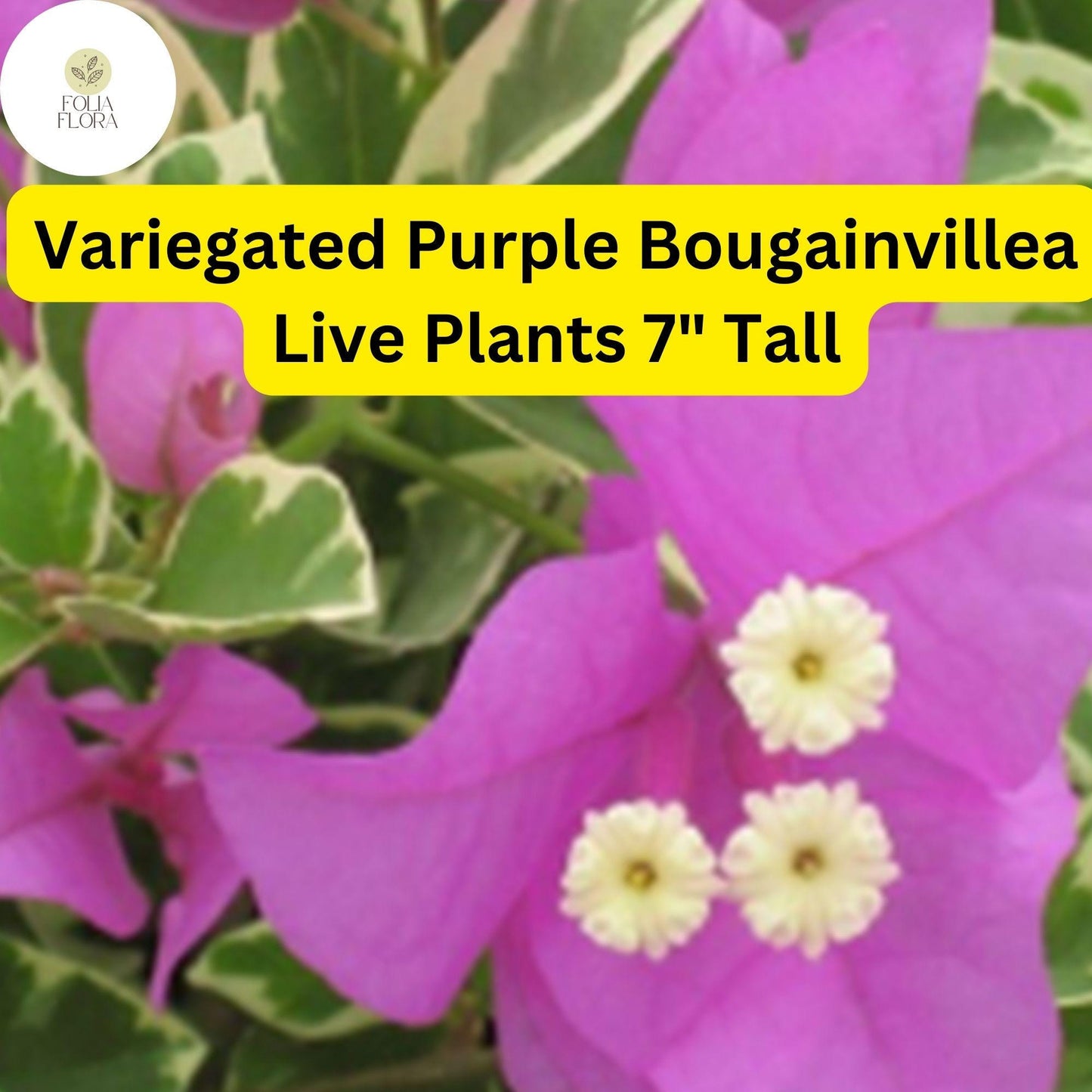1 Variegated Purple Bougainvillea - Live Plant 7" Tall - Paper Flower, Vibrant Blooms, Tropical Vine