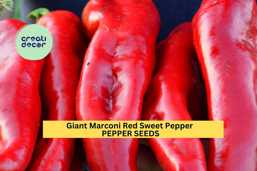 3pcs of 250mg Giant Marconi Red Sweet Pepper Seeds – Large, Sweet, Productive Pepper for Roasting, Frying & Home Gardens Seeds for Planting