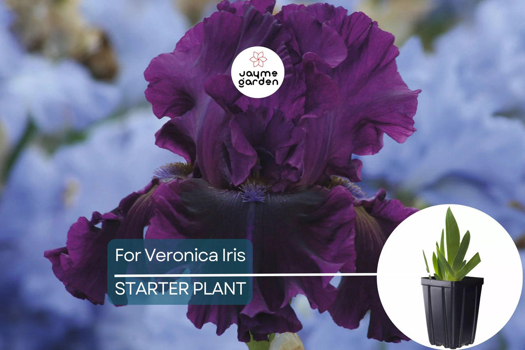 For Veronica Iris Plant – Quart Pot | Large Wine-Black Flowers | Perennial | Hardy Zones 3-10 | Deer & Drought Resistant