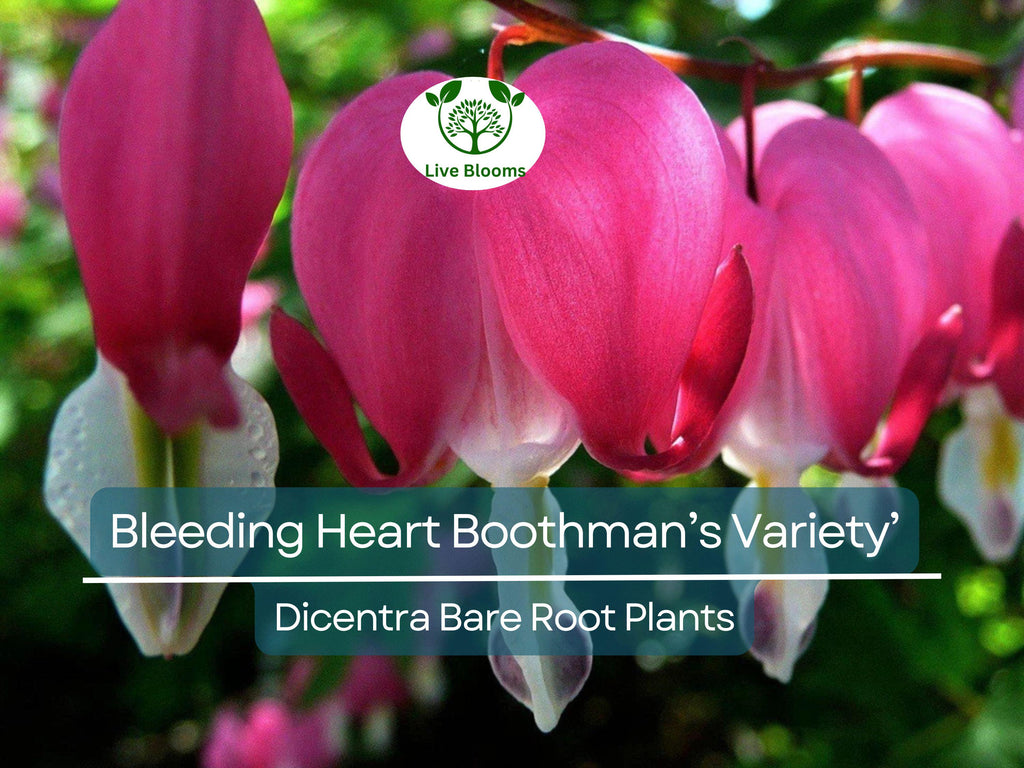 1 Bleeding Heart ‘Boothman’s Variety’ – Bare Root Dicentra Plant – Shade-Loving Summer Perennial with Pink Heart-Shaped Flowers
