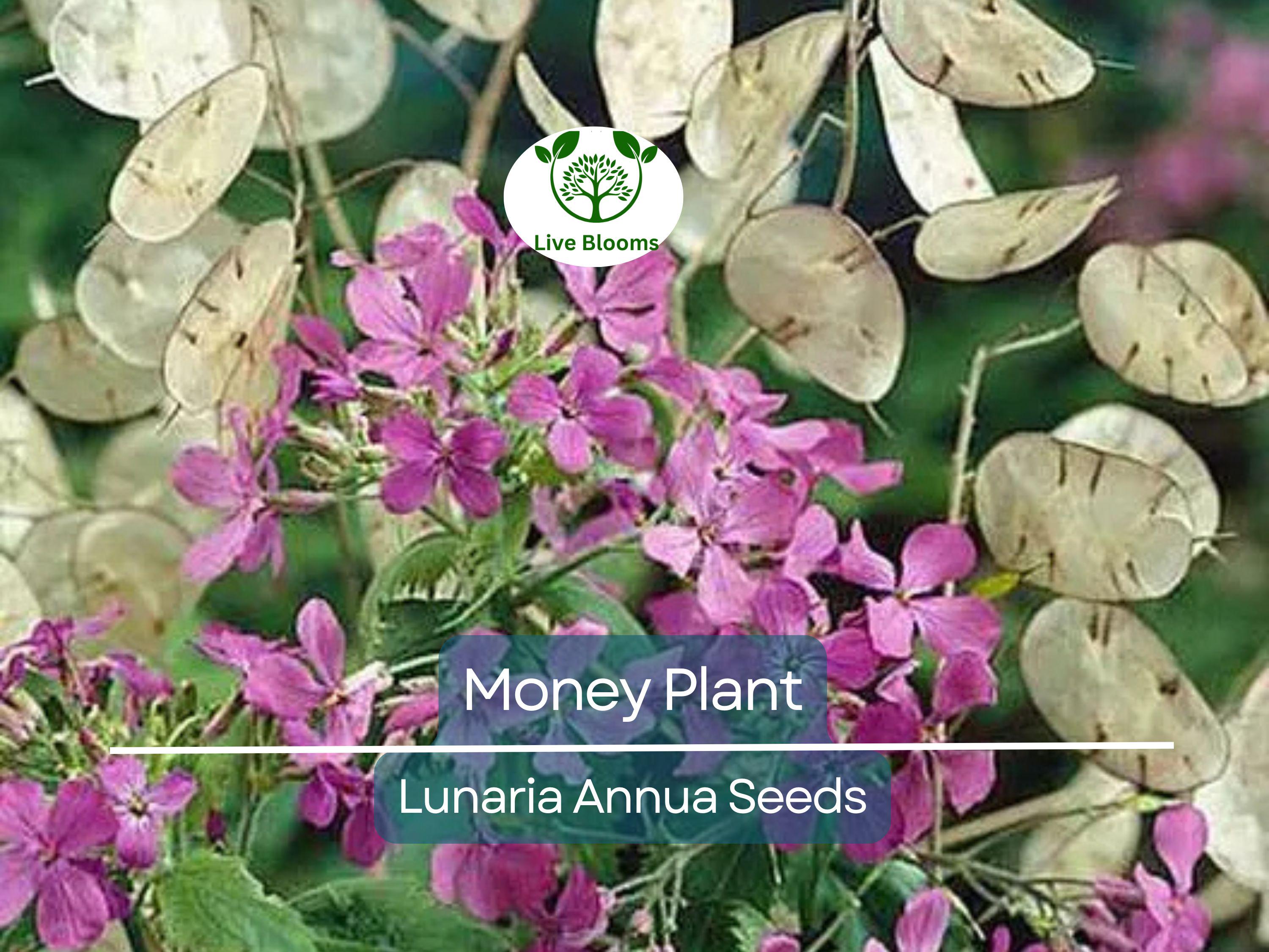 100 Money Plant Seeds – Lunaria annua | Violet Blooms + Silver | Non-GMO | Honesty Plant for Dried Flower Arrangements