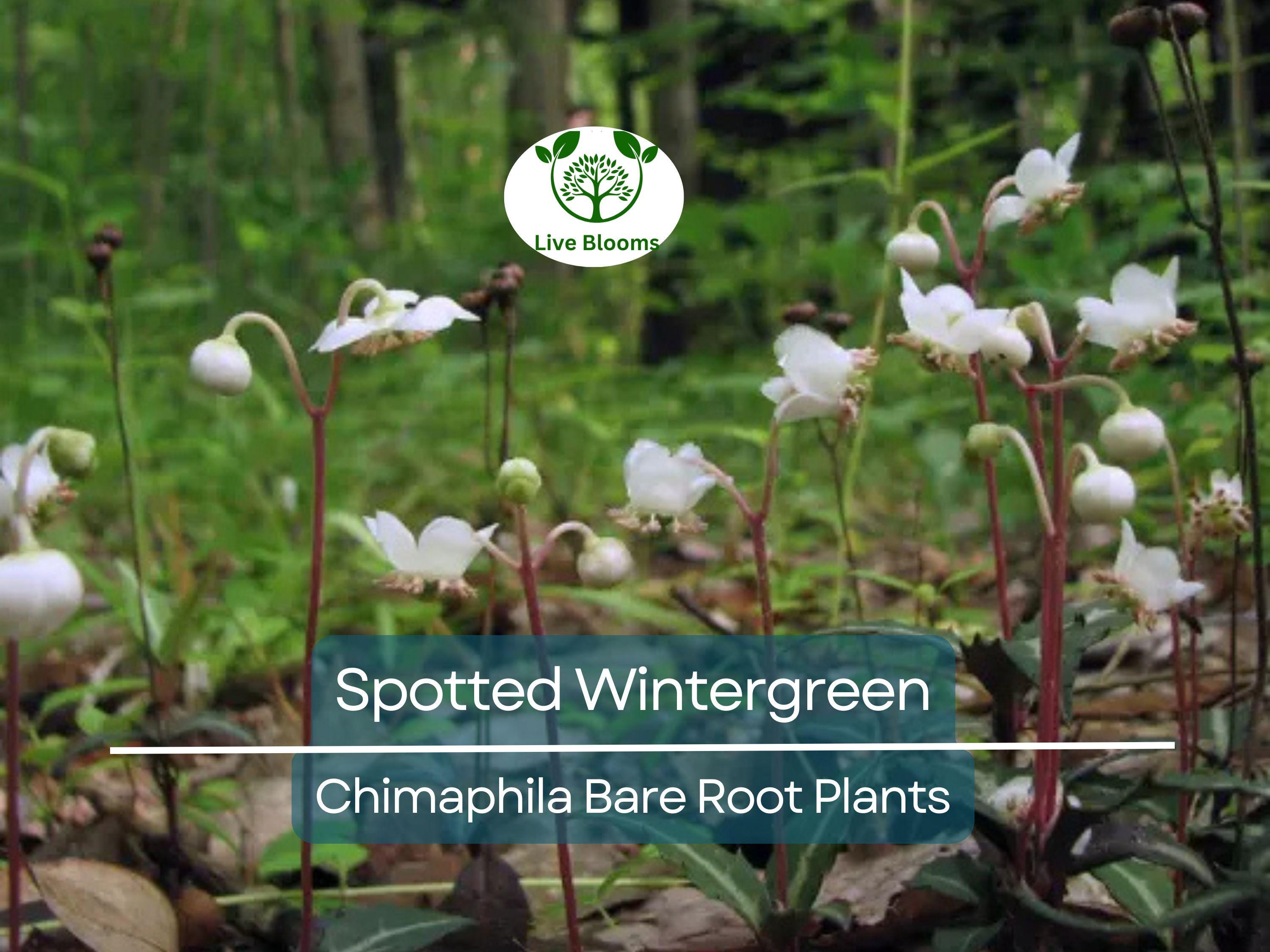 10 Spotted Wintergreen Plants – Bare Root Chimaphila maculata – Native Evergreen Groundcover for Shade & Woodland Gardens