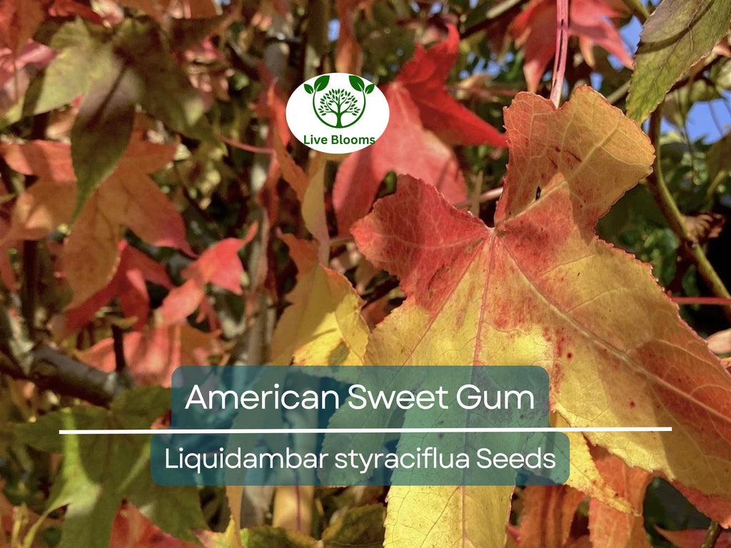15 American Sweet Gum Tree Seeds (Liquidambar styraciflua), Fall Colorful Tree, Beautiful Hardwood, for Landscaping & Shade, Hardy Tree Seed