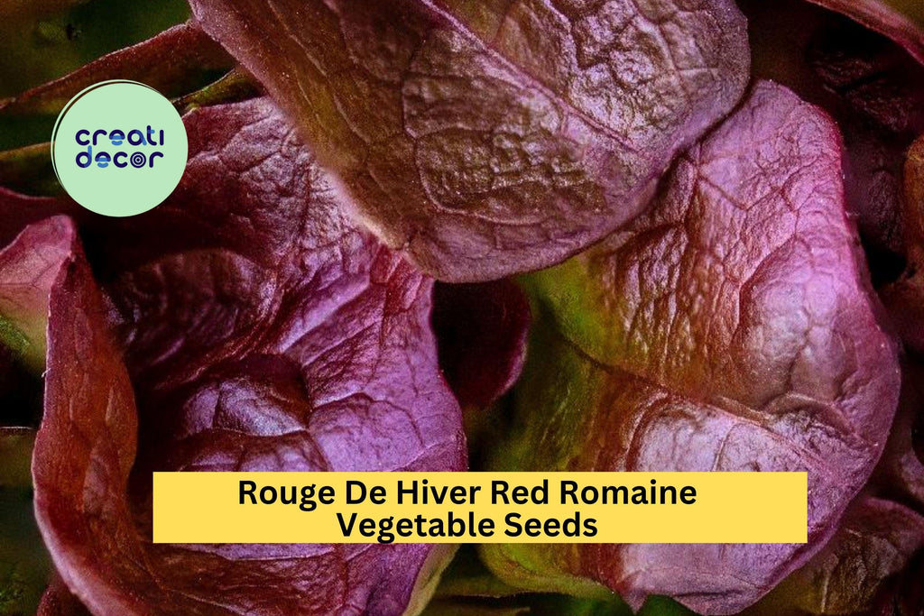 3pcs of 1g Rouge De Hiver Red Romaine Lettuce Seeds – Cold Hardy Heirloom Lettuce for Planting in Gardens & Raised Beds Seeds for Planting