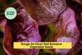 3pcs of 1g Rouge De Hiver Red Romaine Lettuce Seeds – Cold Hardy Heirloom Lettuce for Planting in Gardens & Raised Beds Seeds for Planting