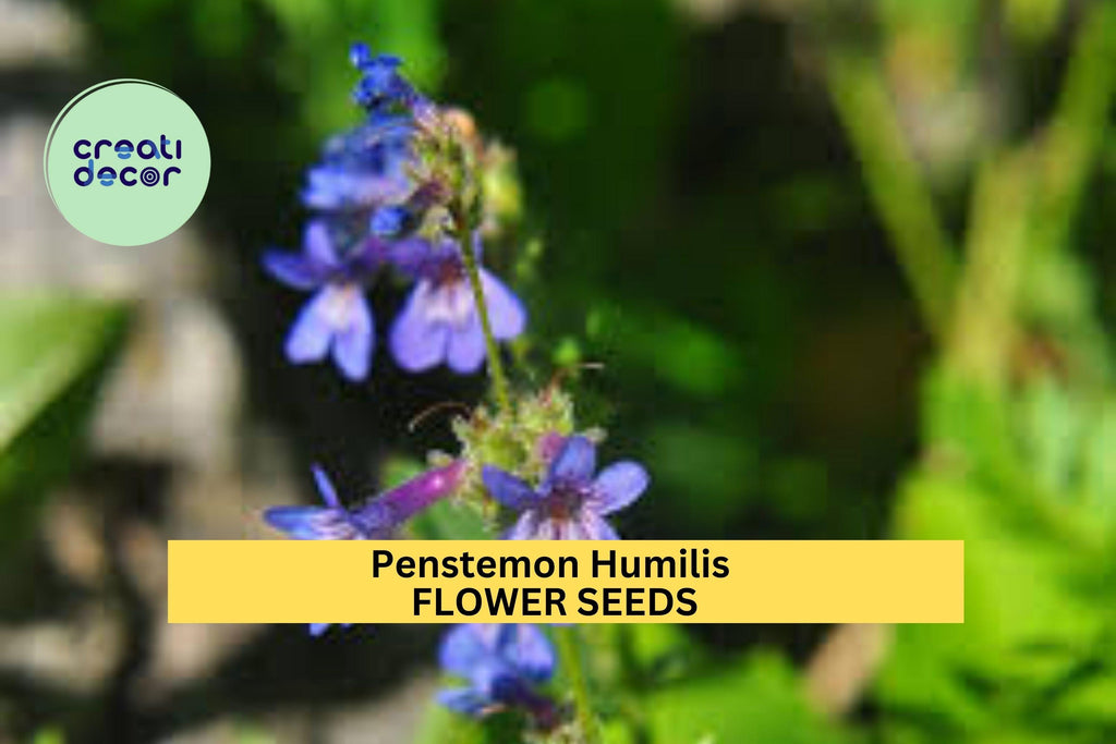 3pcs of 100mg Penstemon humilis Seeds – Low Beardtongue Wildflower for Dry Soil, Rock Gardens & Pollinator Landscaping Seeds for Planting