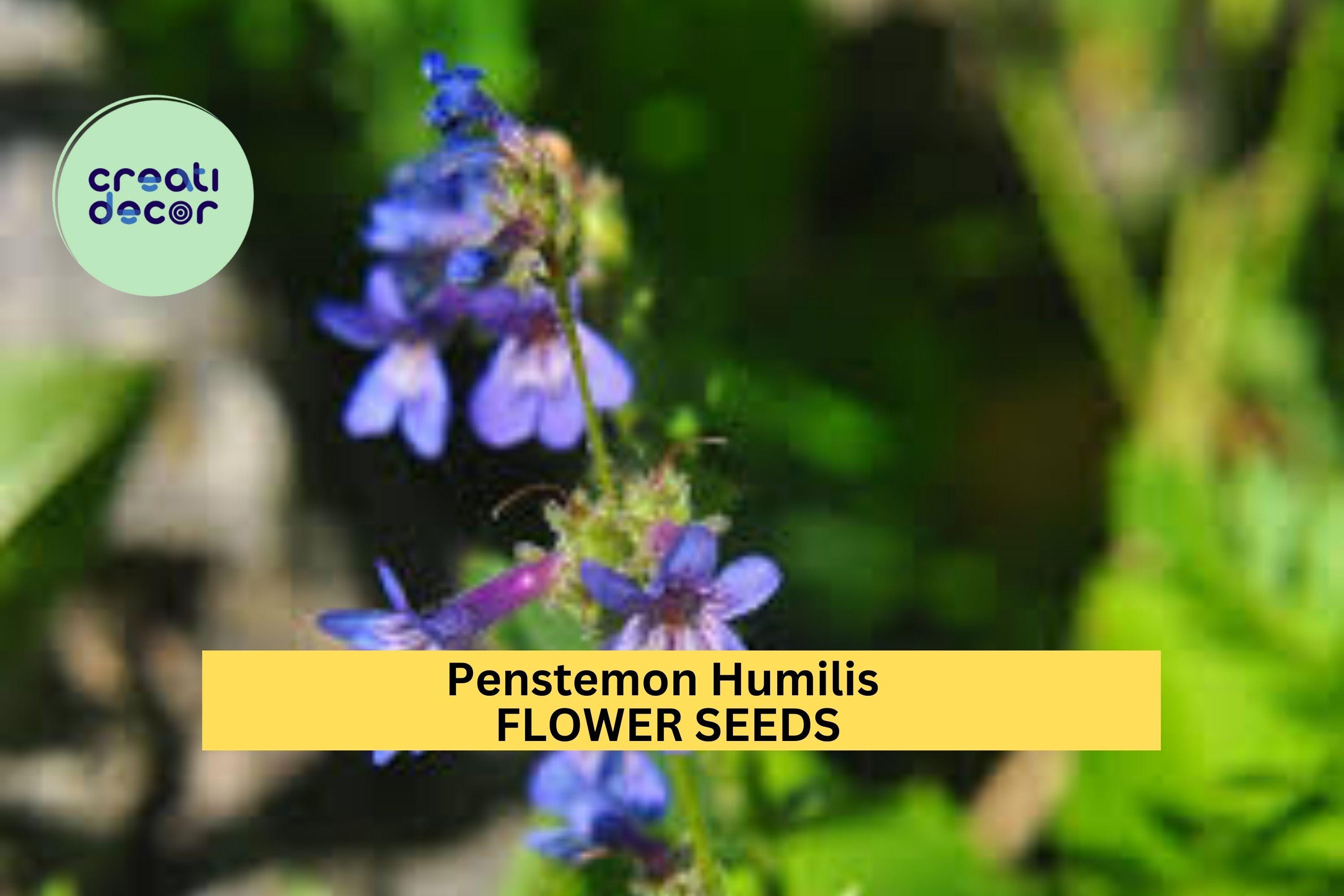 3pcs of 100mg Penstemon humilis Seeds – Low Beardtongue Wildflower for Dry Soil, Rock Gardens & Pollinator Landscaping Seeds for Planting