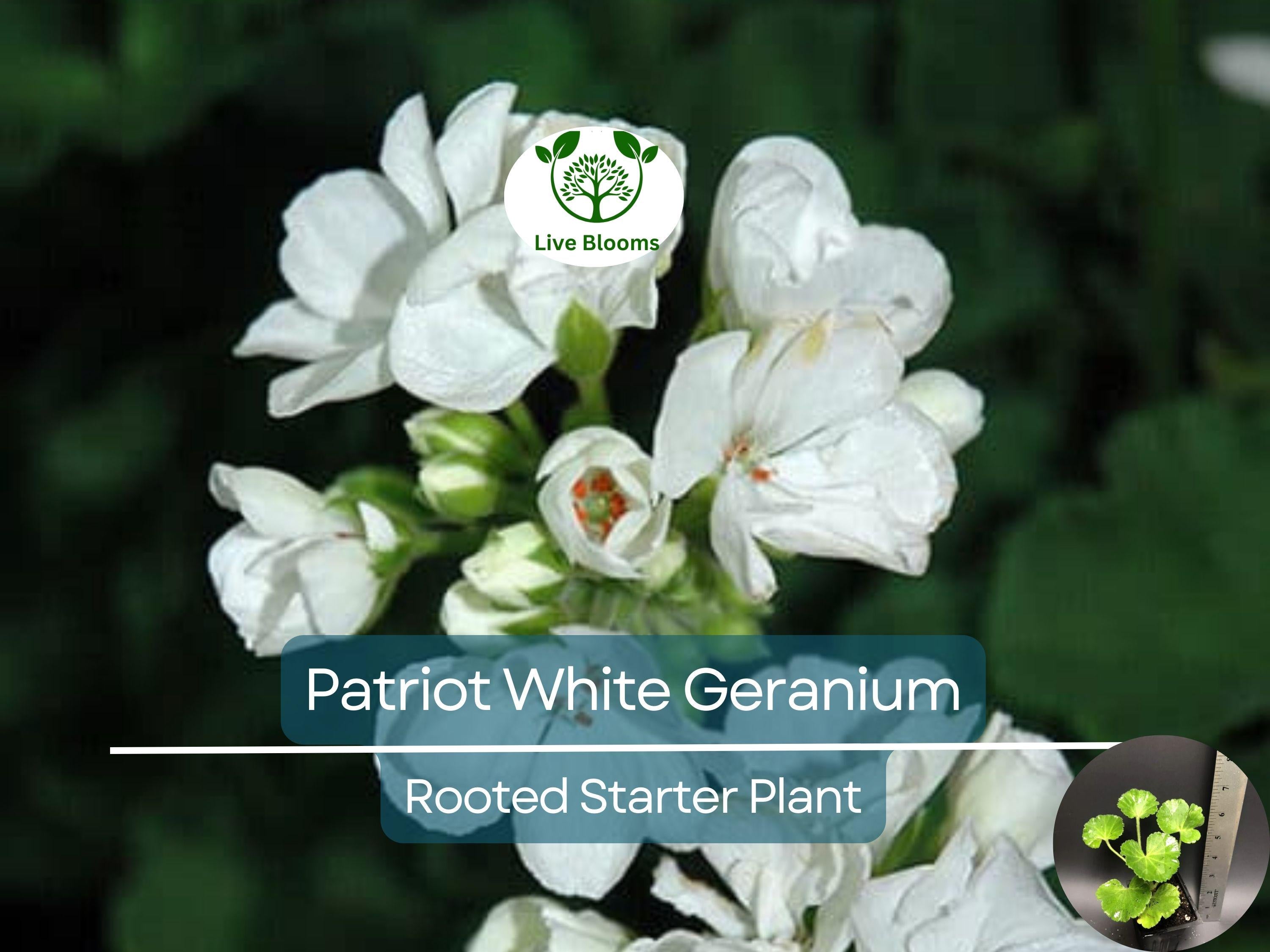 1 Well Rooted Geranium ‘Patriot White’ Live Plant Bright Crystal White Zonal Geranium (Pelargonium) Hardy Flowering Plant for Garden & Pots