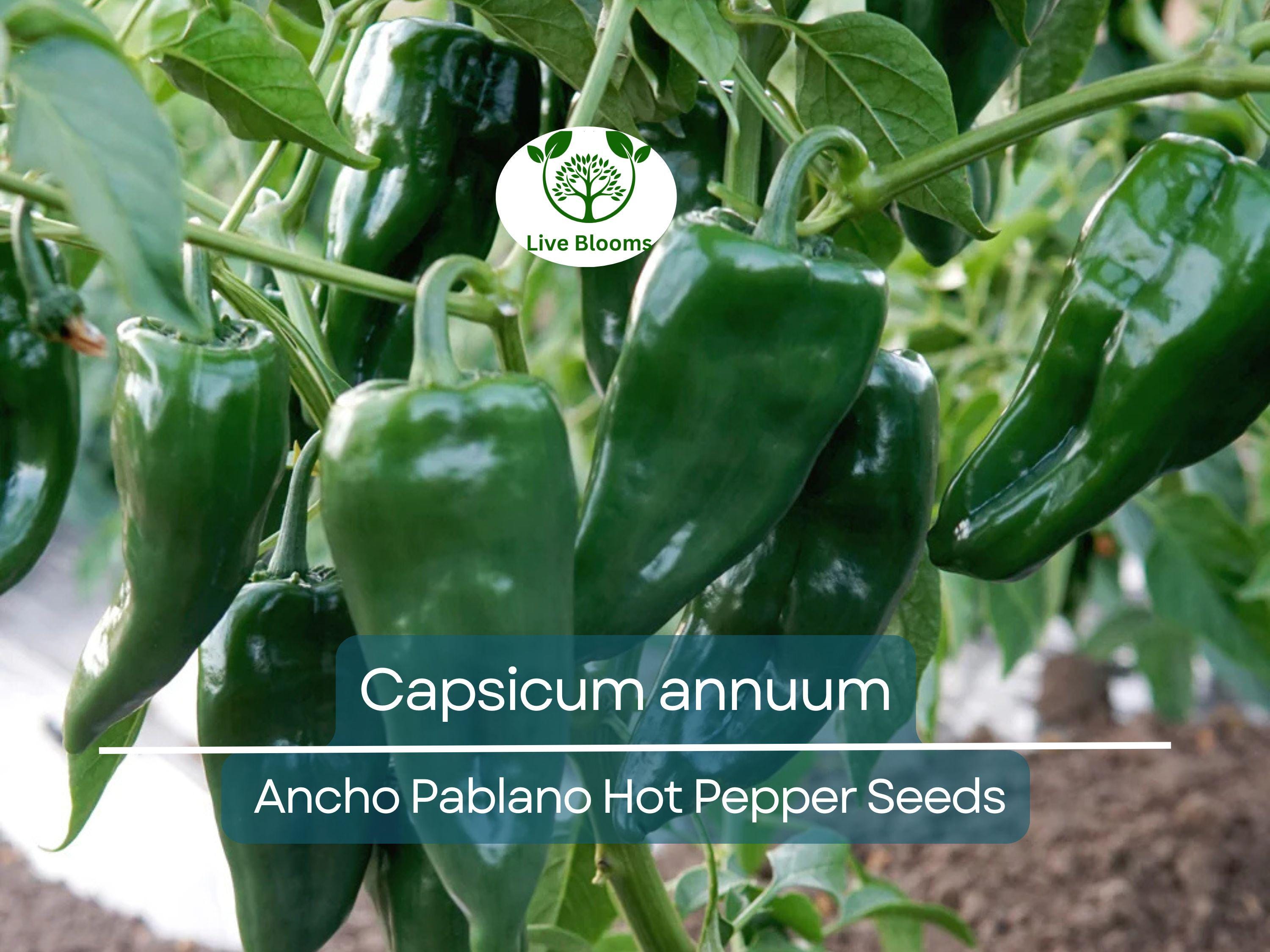 250 mg Seeds Ancho Poblano Hot Pepper – Capsicum annuum | Heirloom Pepper Seeds for Planting, Gardening & Rich Culinary Use