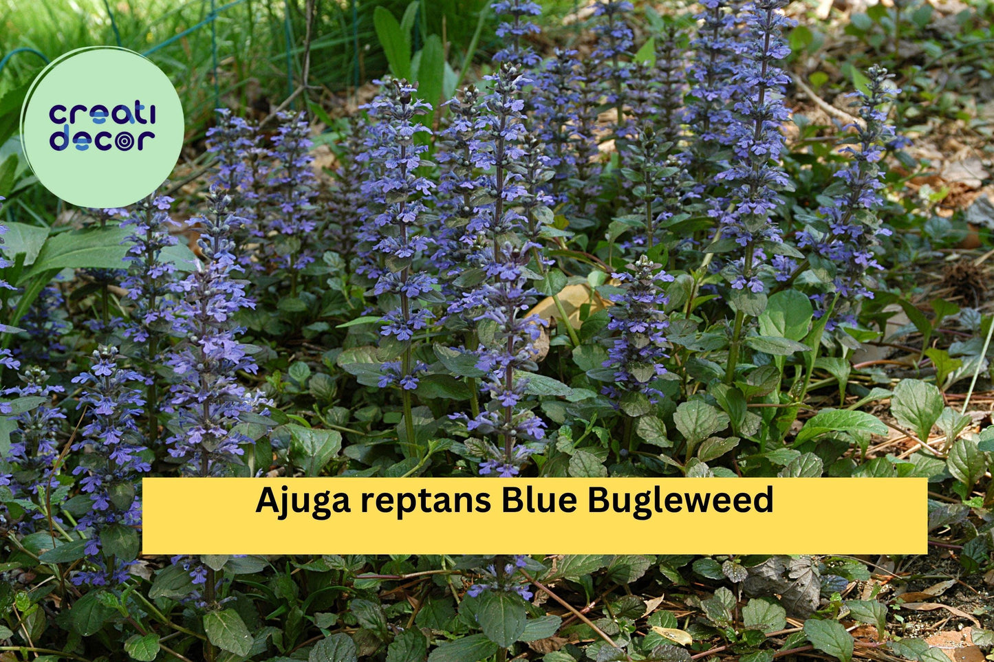 Ajuga reptans Blue Bugleweed – 2 Live Perennial Ground Cover Plants, Hardy Shade-Loving Spreader with Blue Flower Spikes Zones 3–10