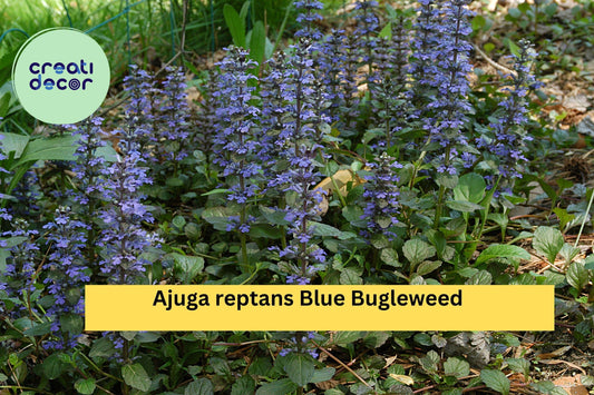 Ajuga reptans Blue Bugleweed – 2 Live Perennial Ground Cover Plants, Hardy Shade-Loving Spreader with Blue Flower Spikes Zones 3–10
