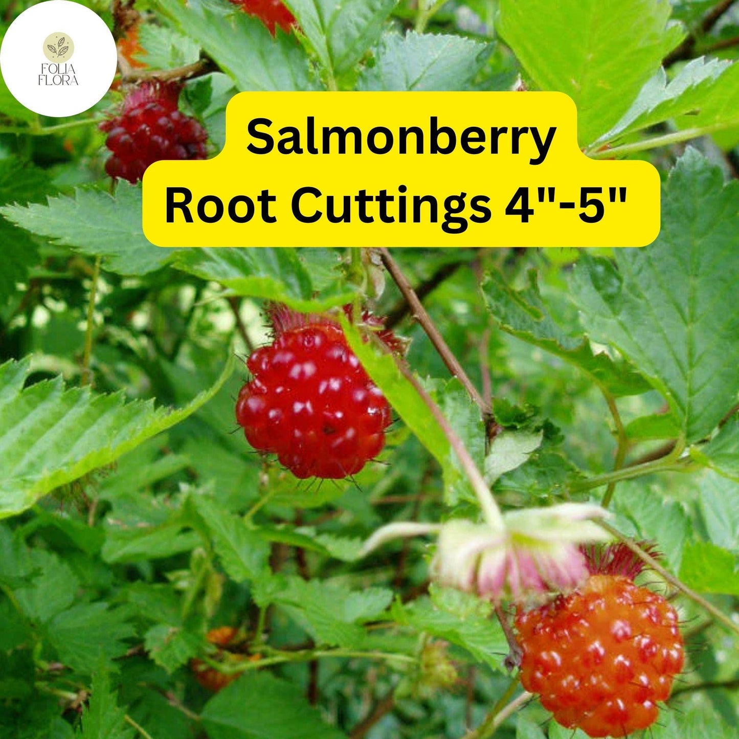 5 Salmonberry Root Cuttings 4"-5", Live Plants Rhizomes, Rubus spectabilis, Organic Perennial, Edible Berries