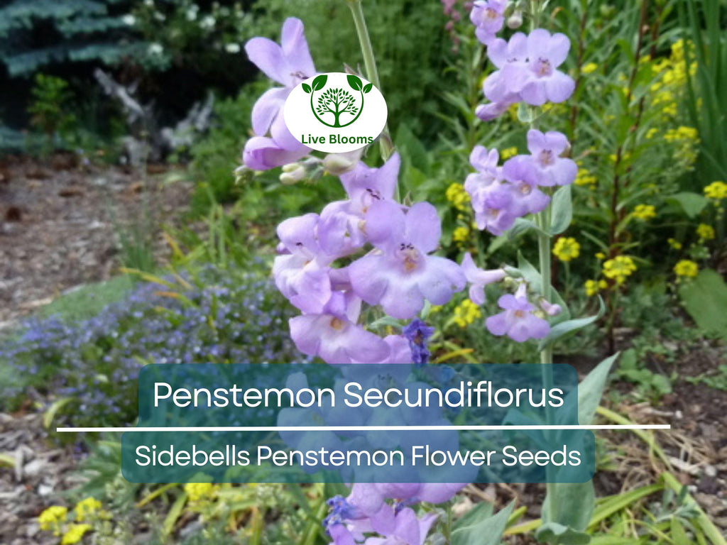 100 mg Seeds Penstemon Secundiflorus (Sidebells Penstemon) for Planting | Drought-Tolerant Native Wildflower for Gardens & Landscapes