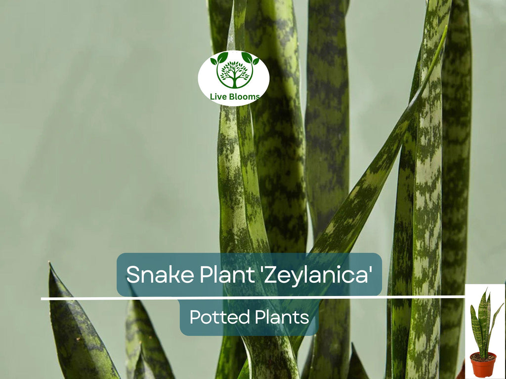 1 Sansevieria Trifasciata Snake Plant in 4" Pot - Low Maintenance Indoor Houseplant, Air Purifying