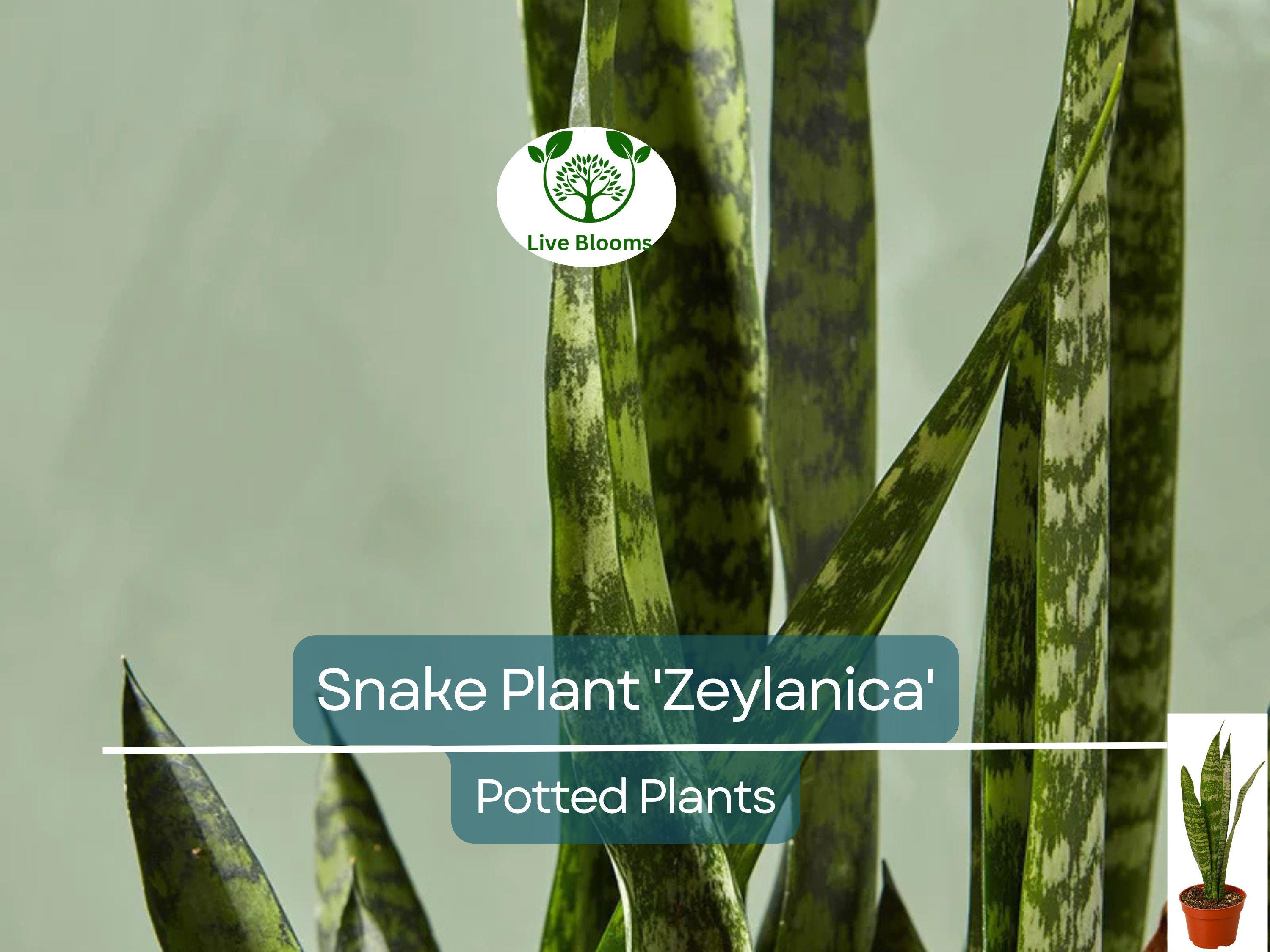 1 Sansevieria Trifasciata Snake Plant in 4" Pot - Low Maintenance Indoor Houseplant, Air Purifying