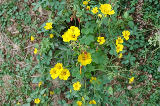 Oxalis valdiviensis – Chilean Yellow Clover Seeds | 10 Seeds | Sorrel Groundcover | Bright Flowering Plant