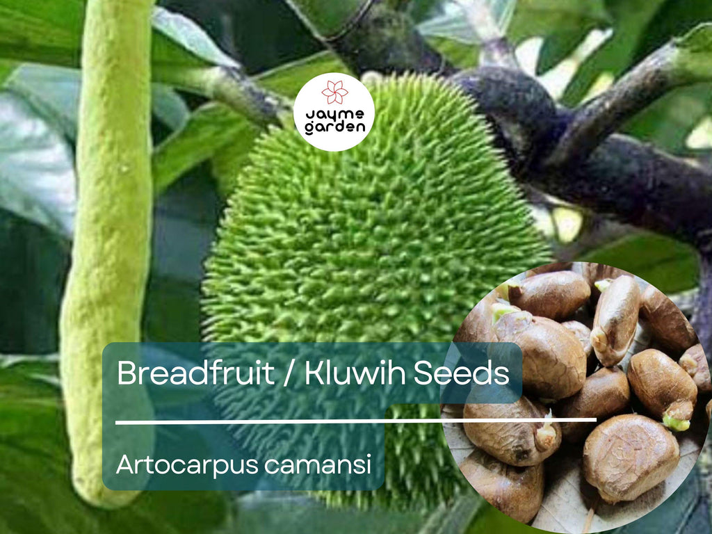 20 Breadfruit Seeds (Artocarpus camansi) - Kluwih Tropical Fruit Seeds for Planting - Grow Nutritious, Exotic Trees for Garden & Orchard