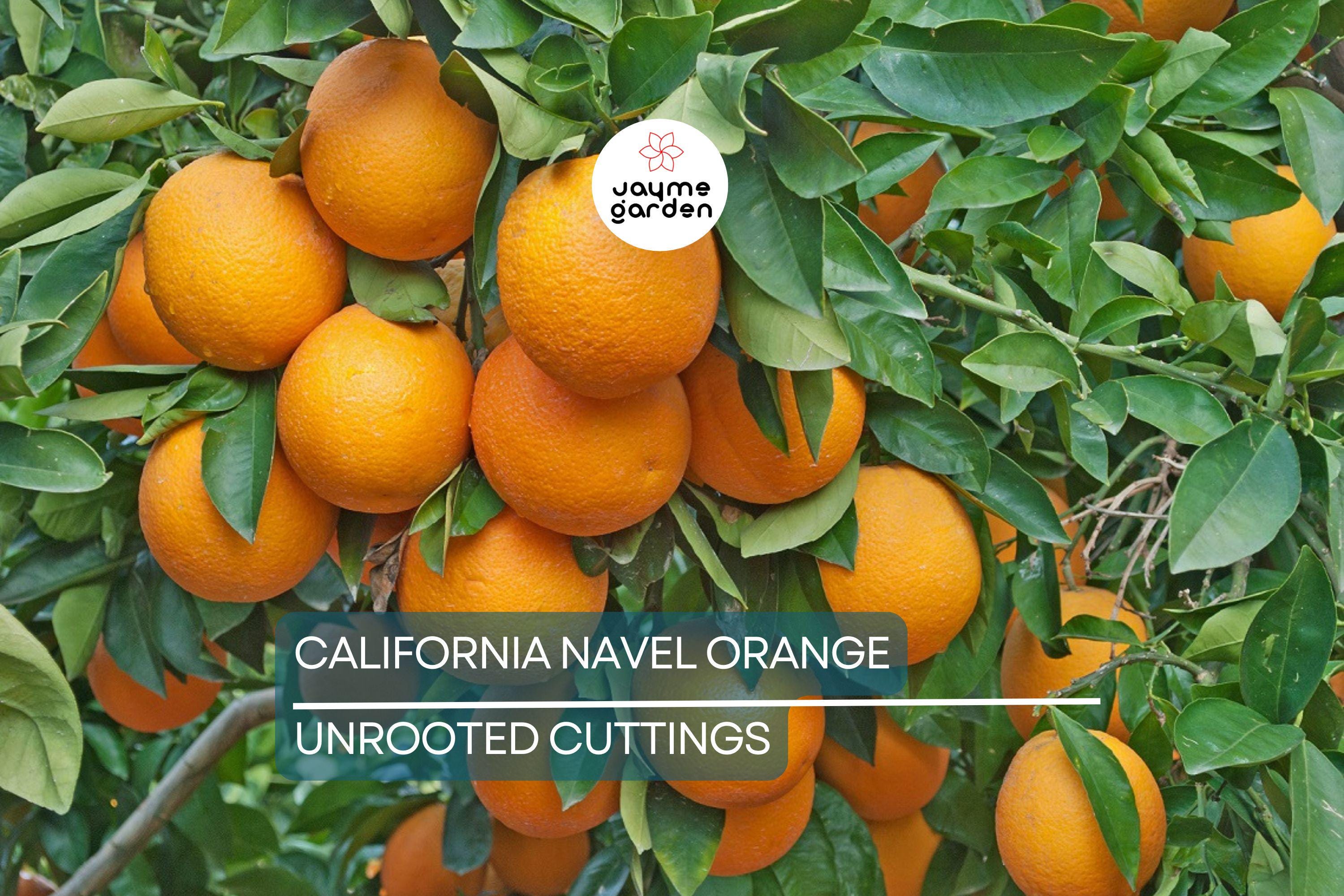 California Navel Orange Cuttings | 5 Pieces | Grow Your Own Fruit Tree | Healthy, Fresh Cuttings | Perfect for Backyard Garden