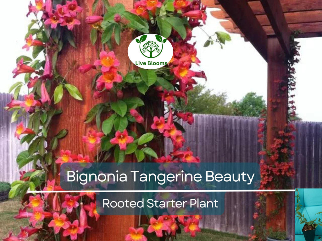 1 Bignonia "Tangerine Beauty" Crossvine Rooted Starter Plant | Bignonia capreolata | Fast-Growing Vine for Garden & Trellises