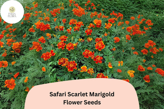 25+ Safari Scarlet Marigold Seeds | Tagetes patula | Bold Red Blooms | Easy Annual Flower for Garden Planting & Pollinators