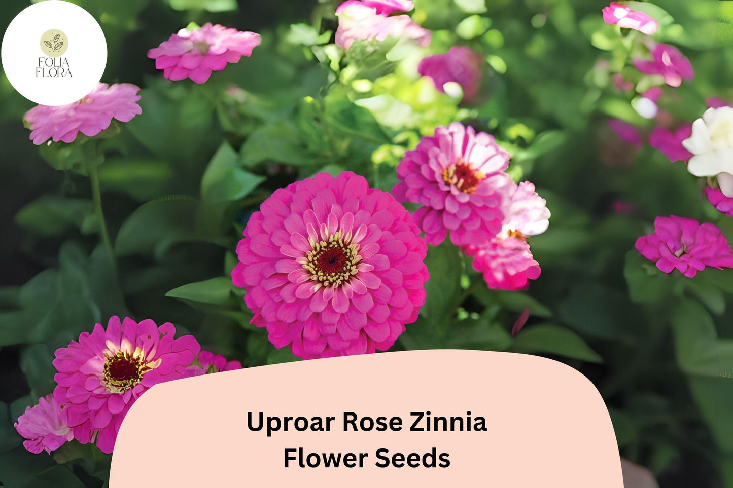 100+ Uproar Rose Zinnia Seeds – Large Pink Rose Blooms for Garden Planting, Borders & Cut Flower Bouquets