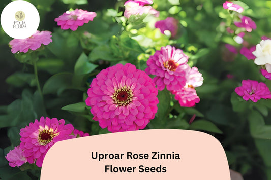 100+ Uproar Rose Zinnia Seeds – Large Pink Rose Blooms for Garden Planting, Borders & Cut Flower Bouquets