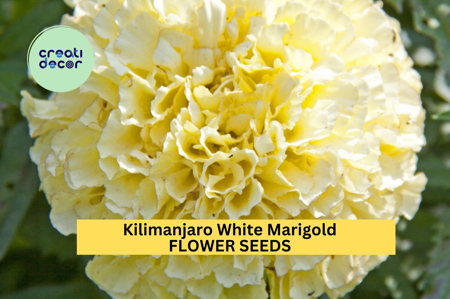 25+ Kilimanjaro White Marigold Seeds – Creamy White Blooms for Garden Planting, Elegant Bedding Flowers for Borders & Pots – USA