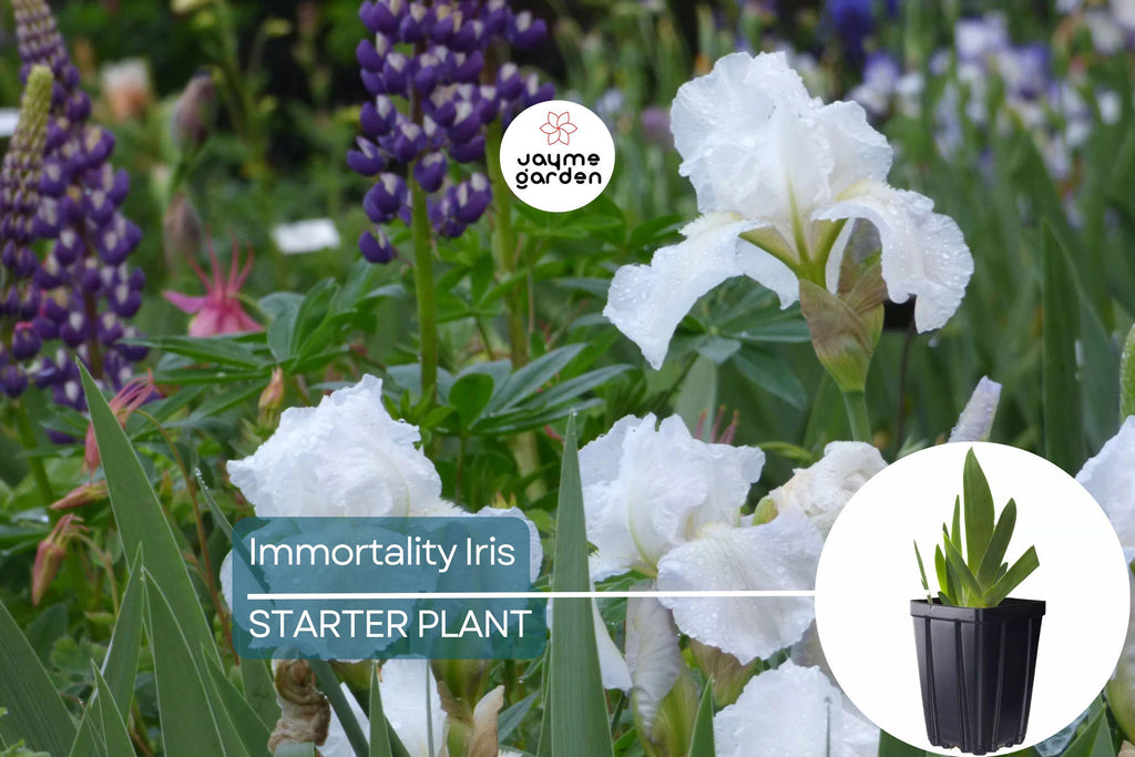 Immortality Iris Plant – Quart Pot | Fragrant Reblooming White Flowers | Perennial, Deer Resistant, Hardy Zones 3-10 | 30" Tall