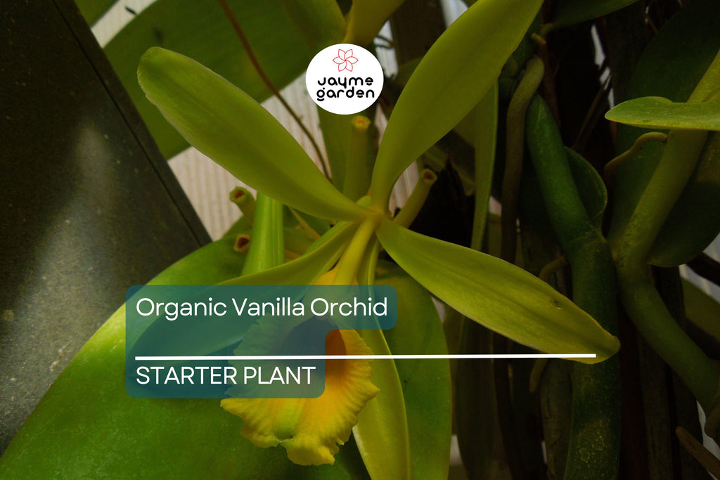 Organic Vanilla Orchid | Vanilla Planifolia Starter Plant | Live Potted Plant