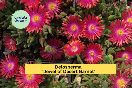 Delosperma ‘Jewel of Desert Garnet’ Ice Plant | Hardy Succulent Groundcover with Bright Red Blooms | Live Perennial Starter Plant