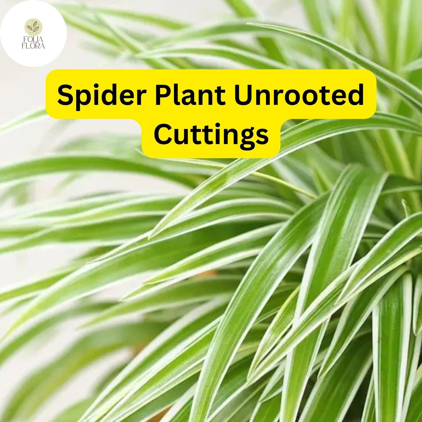 10 Spider Plants, Unrooted Cuttings, Chlorophytum comosum, Easy Care Indoor Air Purifier