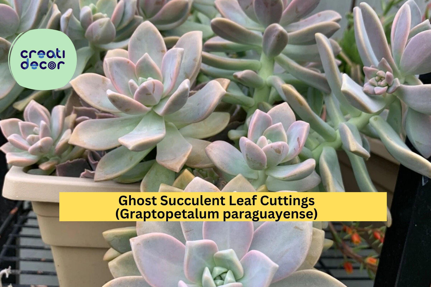 20 Ghost Succulent Leaf Cuttings – Graptopetalum paraguayense – Easy Rooting Leaves for Propagation or DIY Planters