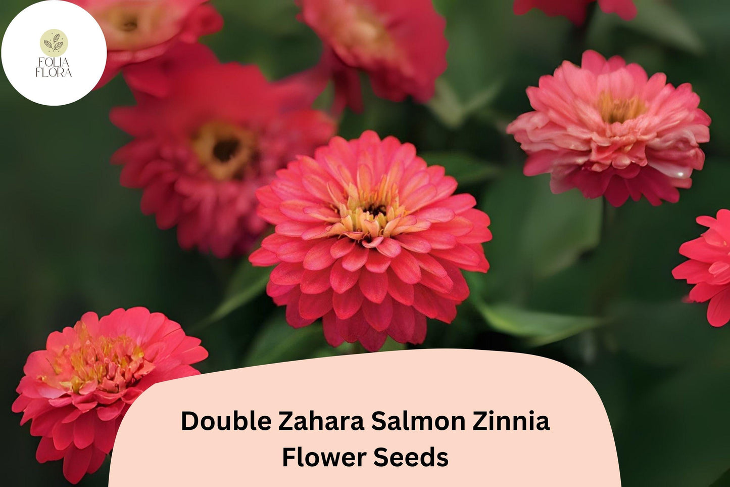100+ Double Zahara Salmon Zinnia Seeds – Compact Coral-Pink Double Blooms for Summer Gardens