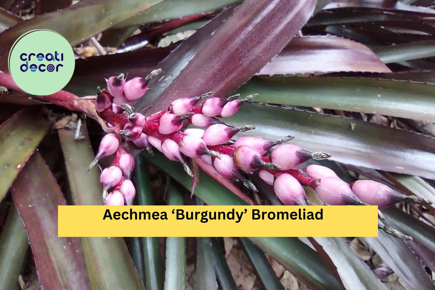 Aechmea ‘Burgundy’ Bromeliad – Live Tropical Houseplant, Deep Red Foliage, Easy-Care Air Plant Family, Grows Indoors or Outdoors