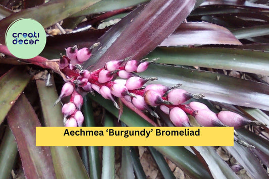 Aechmea ‘Burgundy’ Bromeliad – Live Tropical Houseplant, Deep Red Foliage, Easy-Care Air Plant Family, Grows Indoors or Outdoors