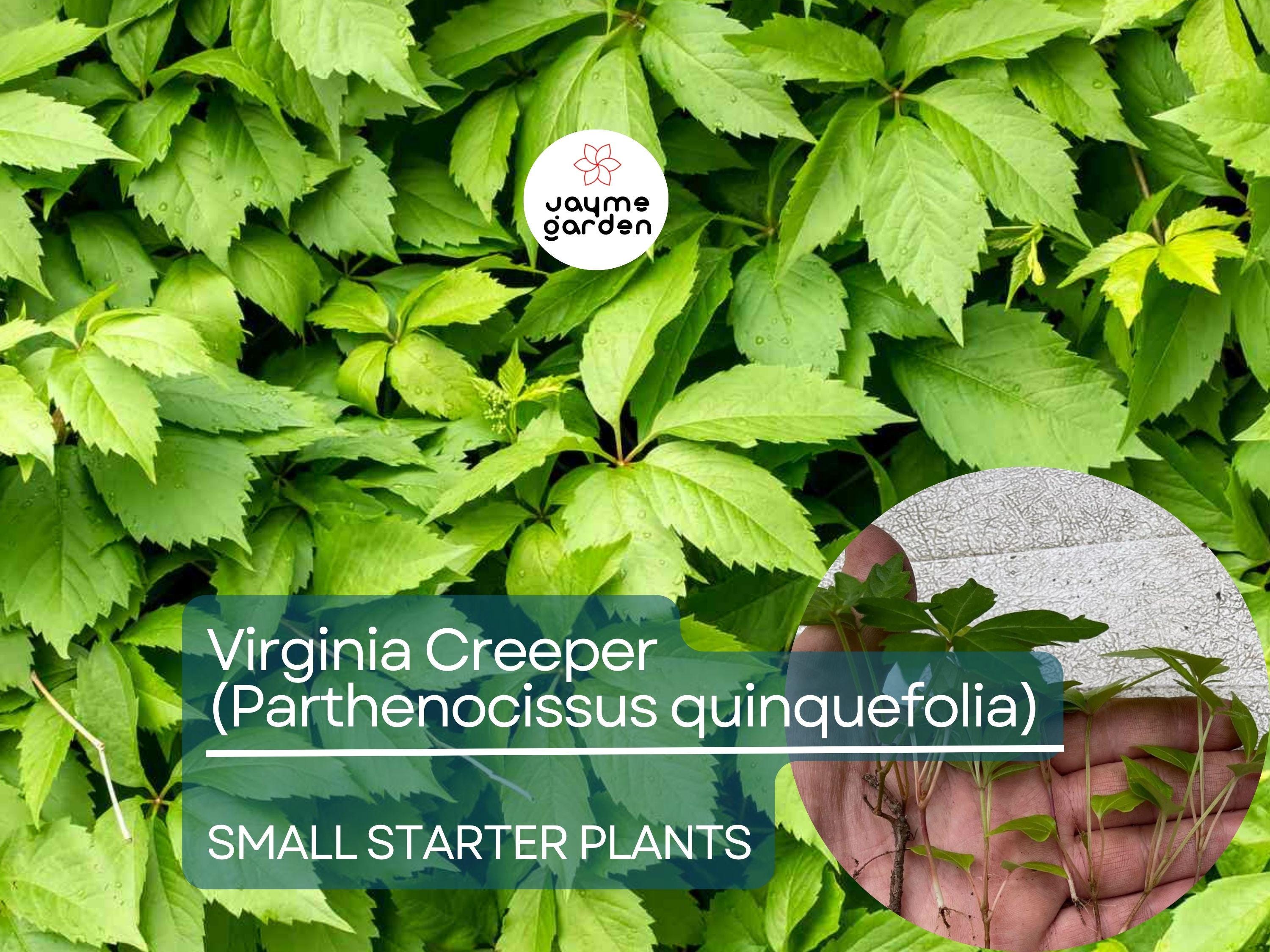 12 Small Starter Plants Virginia Creeper Vine (Parthenocissus quinquefolia) - Hardy Climbing Vine for Walls, Fences & Ground Cover