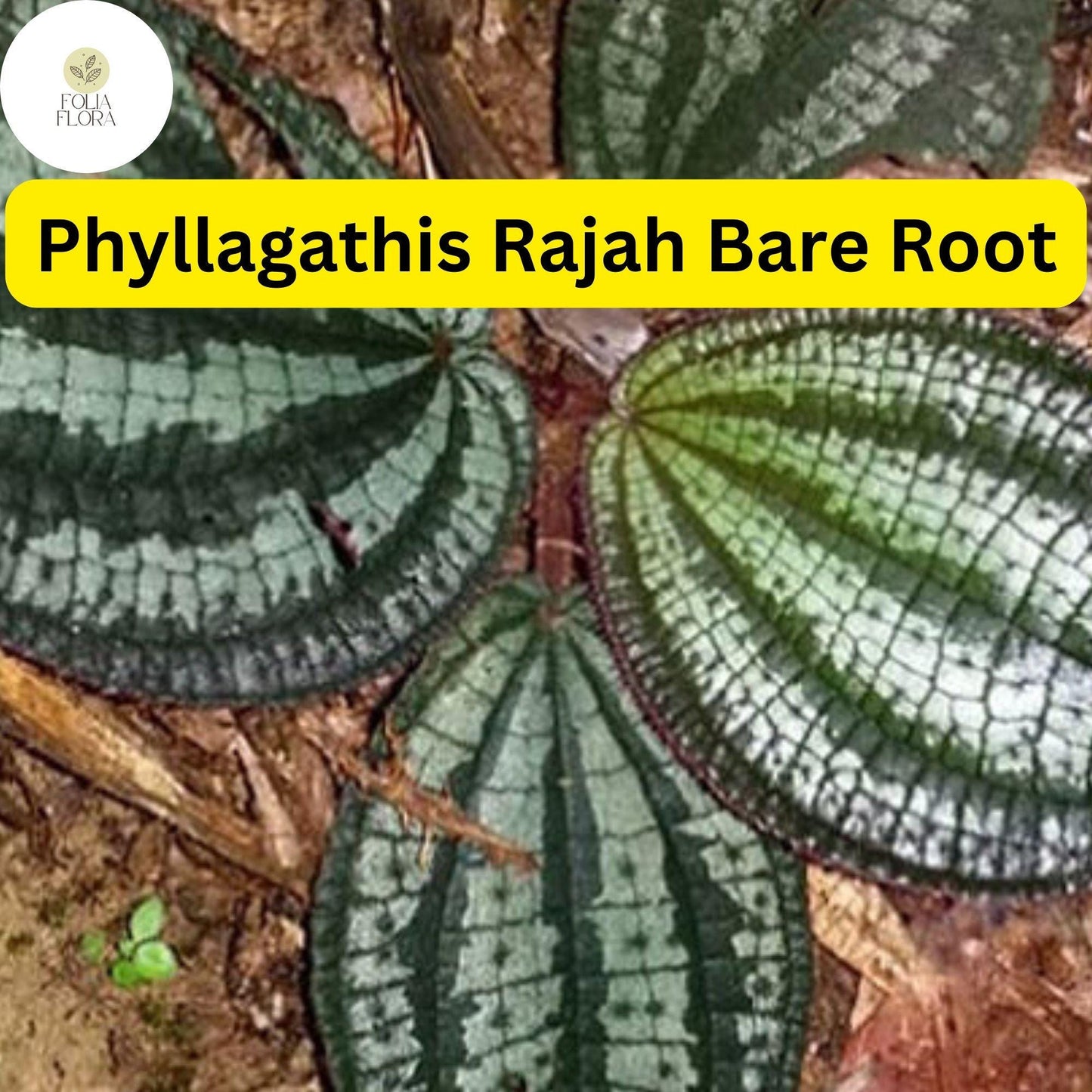1 Phyllagathis rajah, Live Bare Root Terrarium Plant, Rare Tropical Foliage for Indoor Gardens