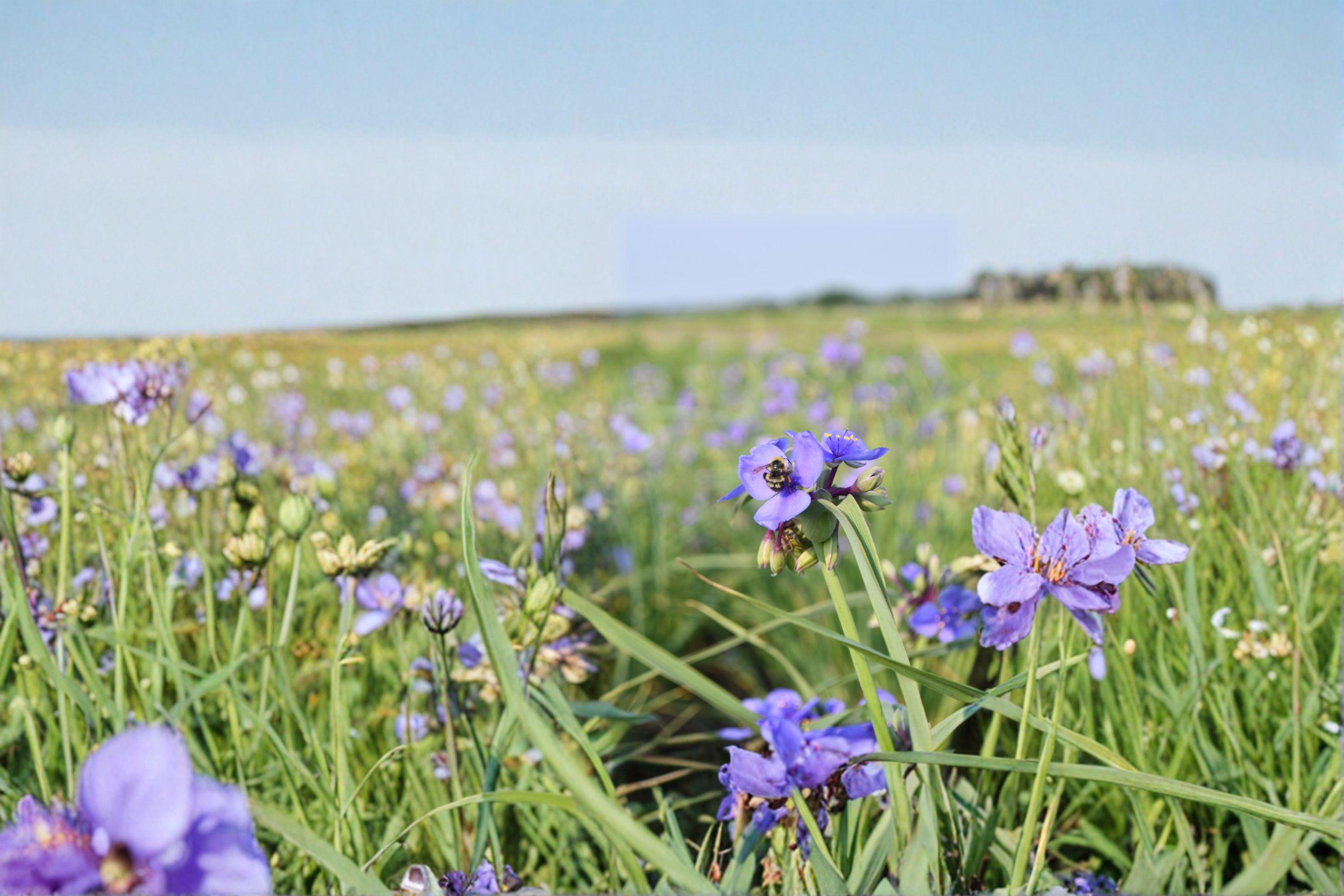 Tradescantia Occidentalis Western Spiderwort Seeds – 100 Native Perennial Prairie Wildflower | Drought-Tolerant | Pollinator-Friendly