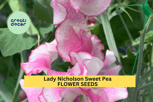 50+ Lady Nicholson Sweet Pea Seeds – Pale Pink Fragrant Blooms for Trellises, Fences, Bouquets & Pollinator Gardens – USA