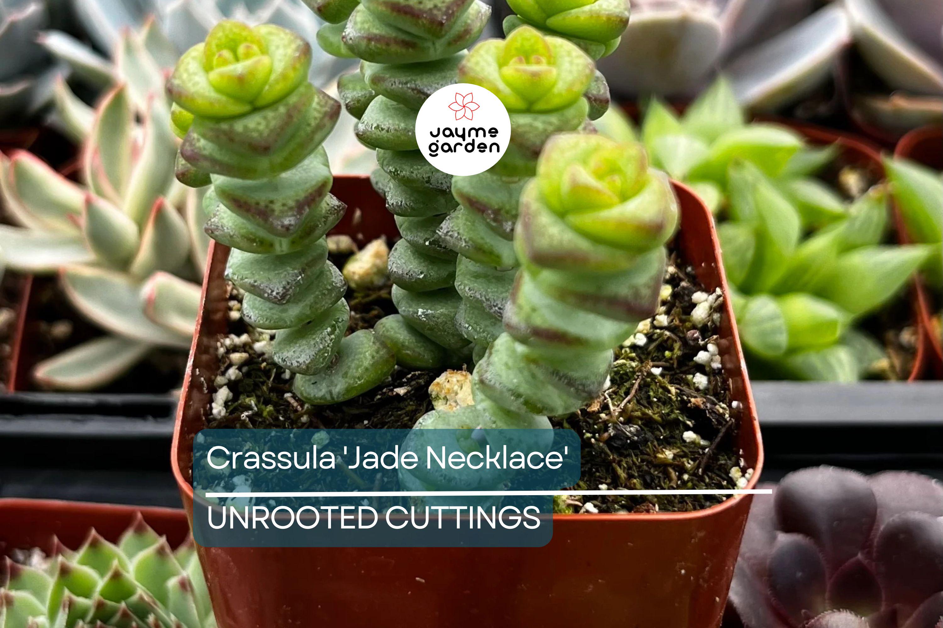 Crassula 'Jade Necklace' Rare Succulent Plant - Easy Care, 8" Tall, Perfect for Terrariums & Gifts, Star-Shaped Winter Flowers