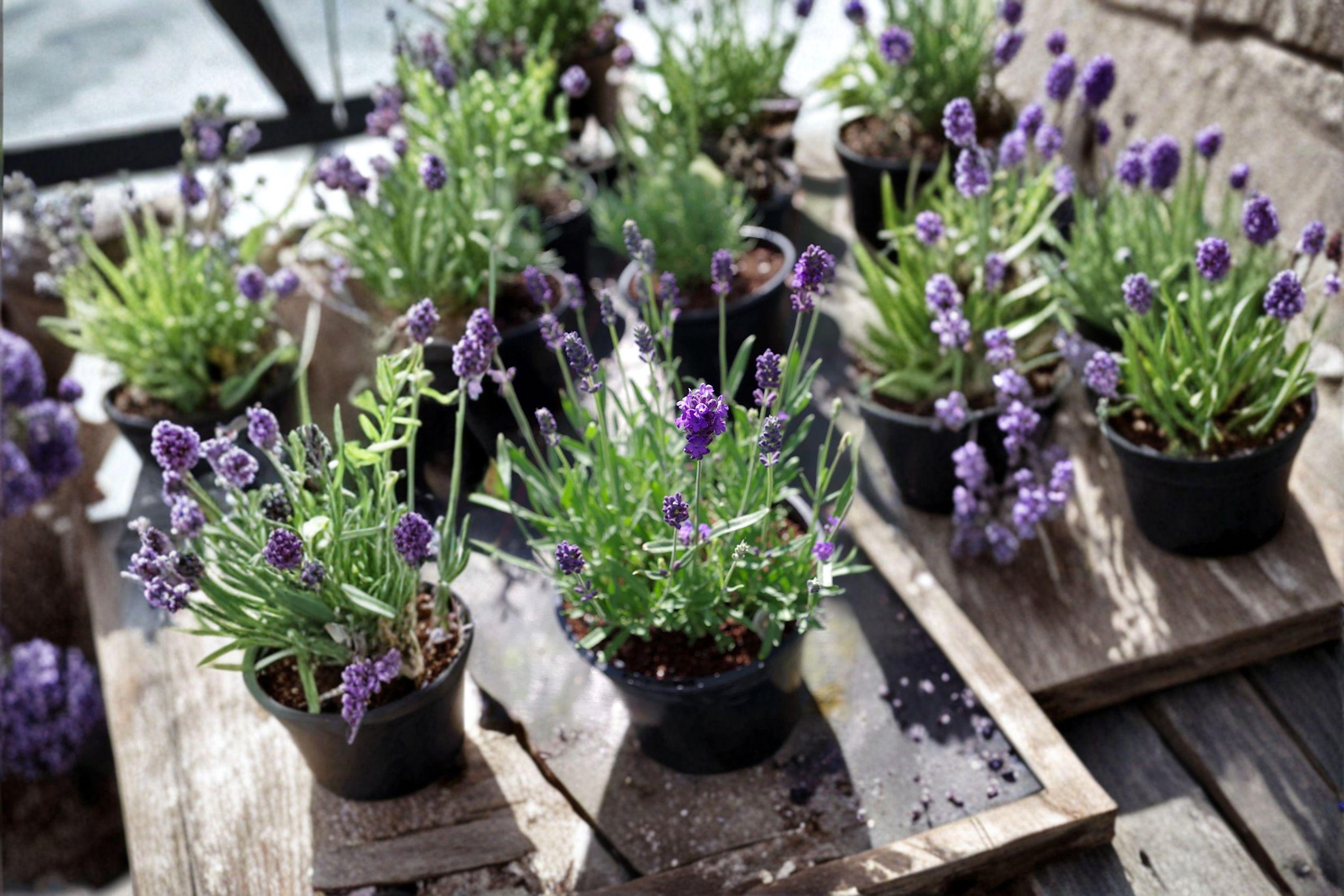 Vera Lavender 100 Seeds | True English Lavender | Fragrant Flowers | Culinary & Aromatic Herb