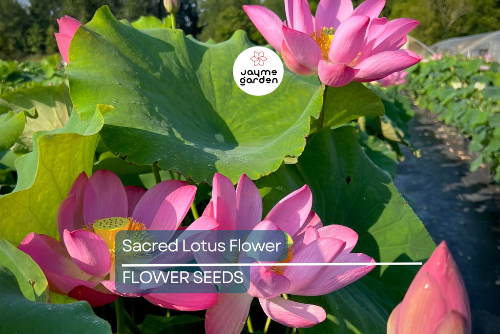 5 Sacred Lotus Flower Seeds (Nelumbo nucifera) – Edible Aquatic Water Lily