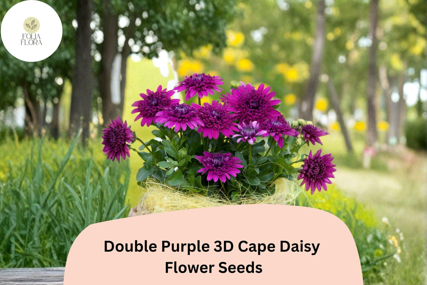 50+ Double Purple 3D Cape Daisy Seeds | Osteospermum ecklonis | Unique Layered Blooms | Garden Flower