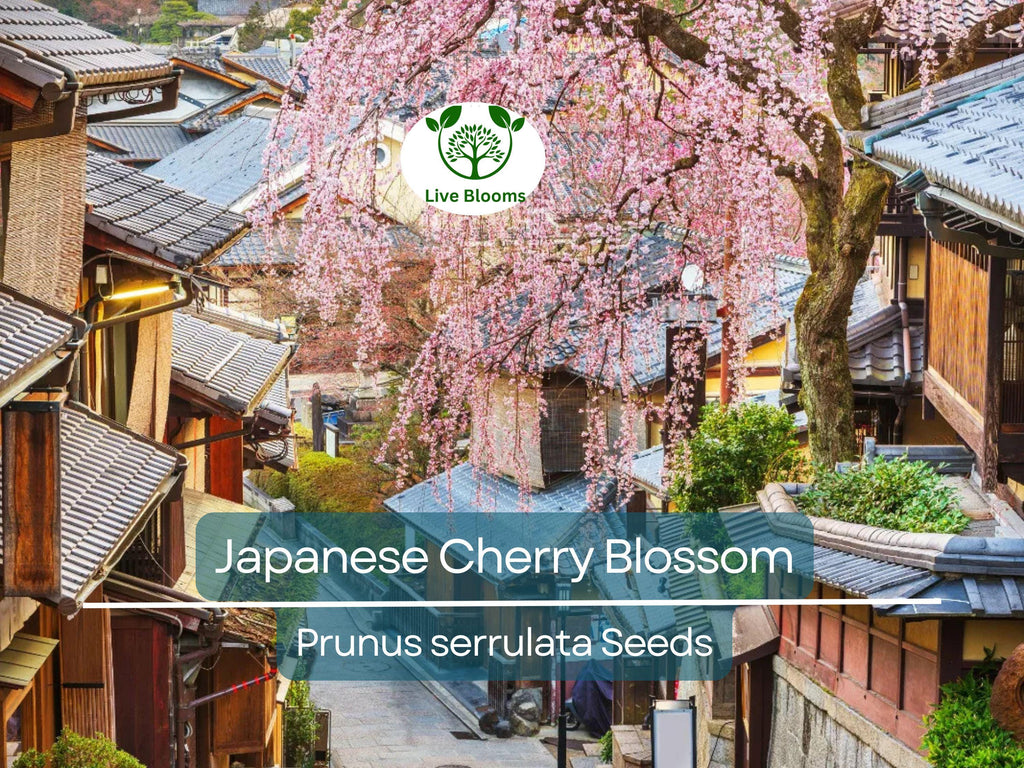 20 Japanese Cherry Blossom Tree Seeds (Prunus serrulata) | Pink Flowering Sakura Bonsai, Beautiful Spring Blooms, Ornamental Tree